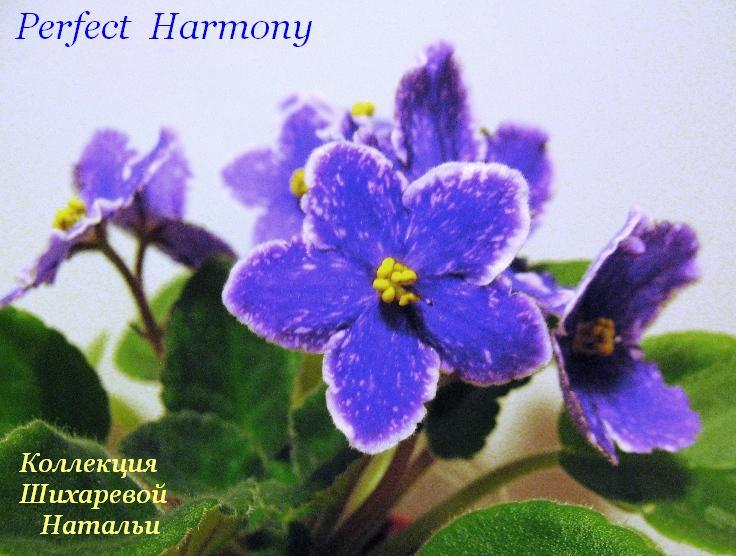  Perfect Harmony 