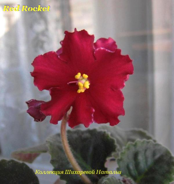  Red Rocket 