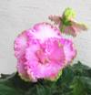 Фиалка Rosie Ruffles (Light)