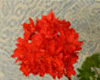 Пеларгония Carolyn Dean