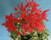 Пеларгония Priory Coral