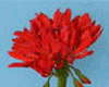 Пеларгония Red Witch