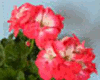 Пеларгония Baby Brocade