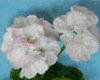 Пеларгония Barbara Haughton