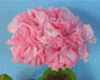 Пеларгония Barbara Hines