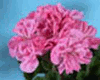 Пеларгония Black Knight Pink