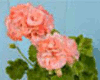 Пеларгония Bridesmaid