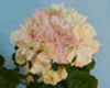 Пеларгония Brookside Champagne