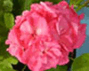 Пеларгония Dibbinsdale