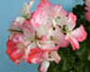 Пеларгония Dusty Rose