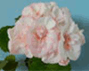 Пеларгония Edwards Elegance