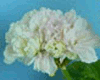 Пеларгония Ekeby Lovisa