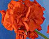 Пеларгония Gosbrook Susannah