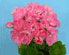 Пеларгония Highfield's Prima Donna