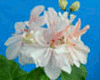 Пеларгония Honeywood Suzanne