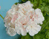 Пеларгония Iris Mepham