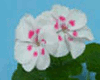 Пеларгония Light White Splash