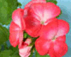 Пеларгония Mantillа