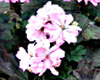 Пеларгония Milbern Clower