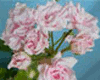 Пеларгония Millfield Rose