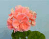 Пеларгония Mrs. Eve Scott