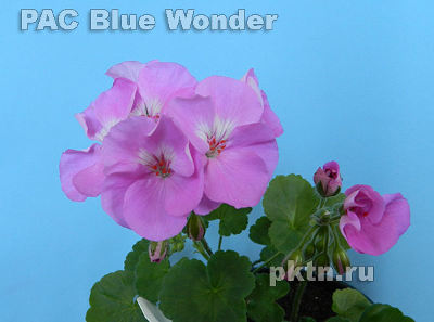  PAC Blue Wonder 