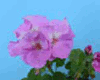 Пеларгония PAC Blue Wonder
