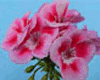 Пеларгония PAC Flower Fairy Rose