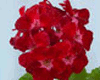 Пеларгония PAC Flower Fairy Velvet