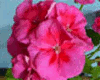 Пеларгония PAC Flower Fairy Violet