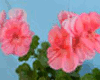 Пеларгония PAC Peach Kiss