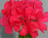 Пеларгония PAC Shocking Pink