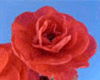 Пеларгония PAC Viva Rosita