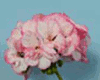 Пеларгония Picotee Pink