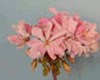 Пеларгония Pink Splash