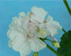 Пеларгония Potpourri