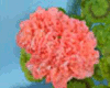 Пеларгония Powder Puff
