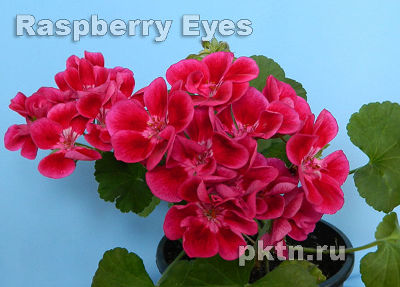  Raspberry Eyes 