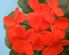 Пеларгония Red Black Vesuvius