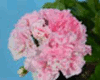 Пеларгония Steffens Lina