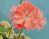 Пеларгония Warrenorth Coral