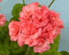 Пеларгония Wendy Read