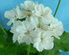 Пеларгония White Butterfly