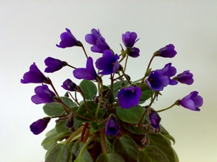 Фиалка Фото Campanas Moradas Фиалка Фото Campanas Moradas