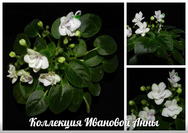 Фиалка Зимний Цветок Фото