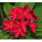 Red Star