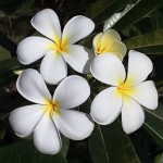 Samoan Fluff