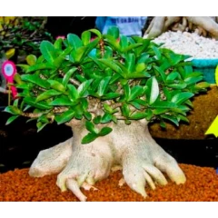  Adenium Arabicum 