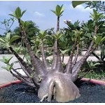  Adenium Arabicum Dwarf 