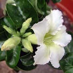  mini Adenium Obesum White 